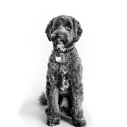 R-L-Team_Cali-Ralph_Junior-Pawtnership-Advisor